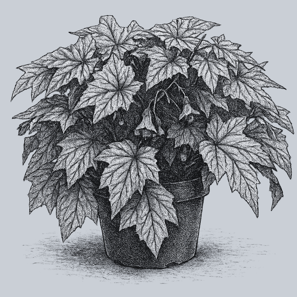 Holiday New Year's Eve Begonia