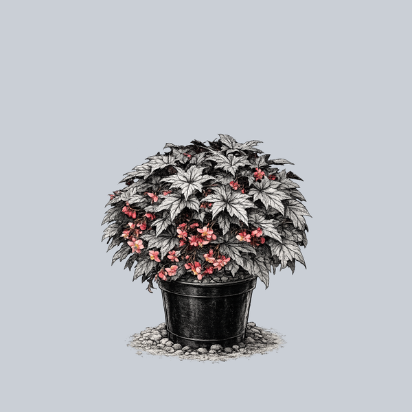 Holiday New Year's Eve Begonia