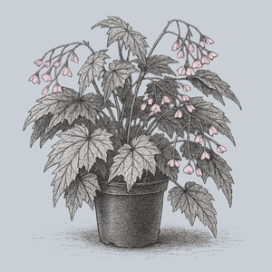 Holiday Snowflake Begonia