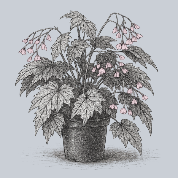 Holiday Snowflake Begonia