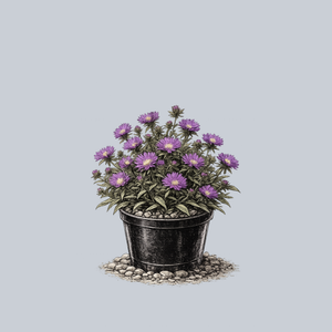 Honeysong Purple Stokes Aster