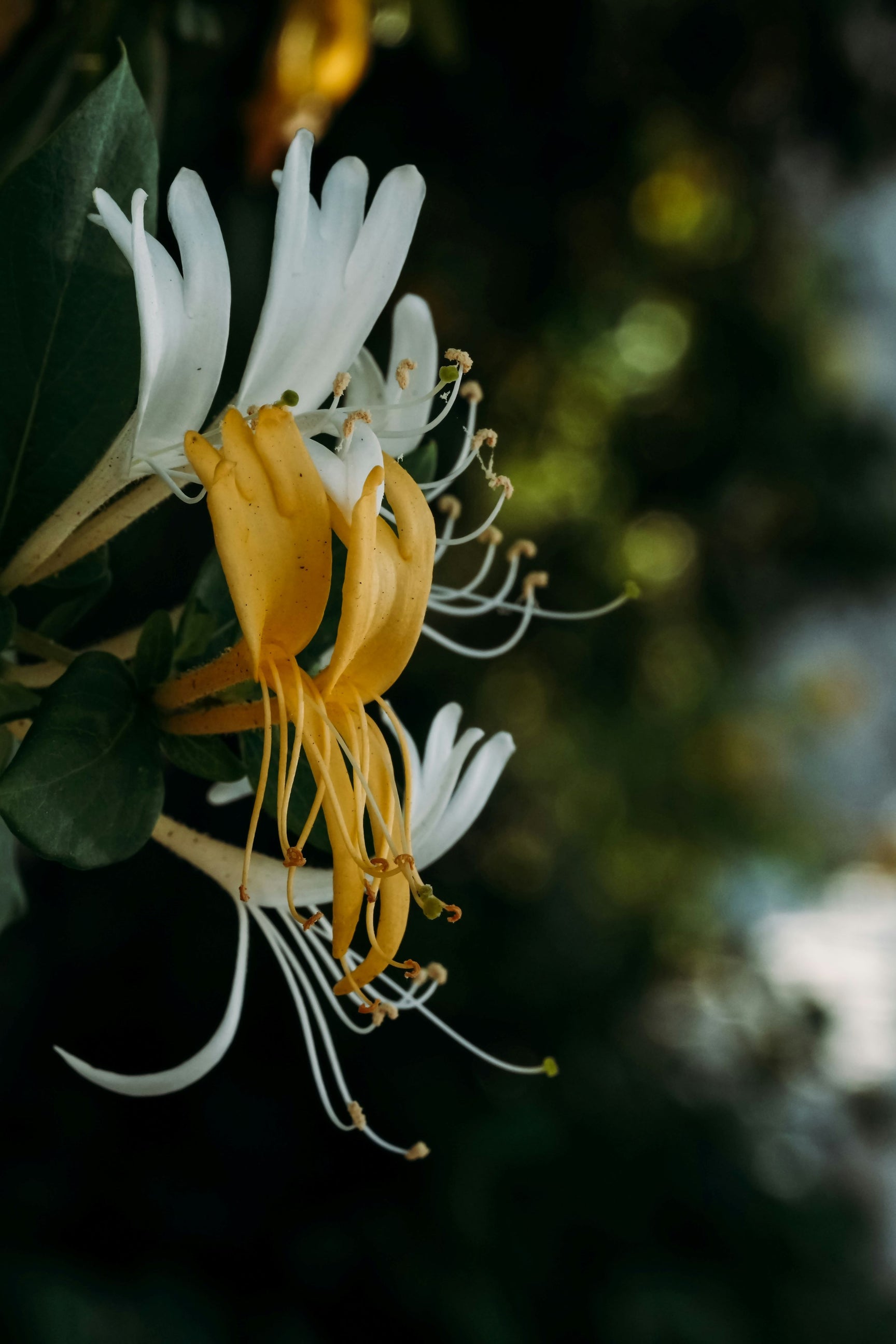 The Honeysuckle Guide – Plant Detectives