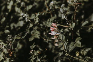 Honeysuckle Vine and Leaves