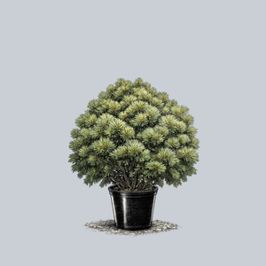 Horsford Eastern White Pine