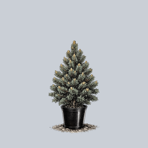 Horstmann Bristlecone Pine