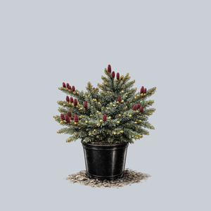 Howell's Tiger Tale Bicolor Spruce