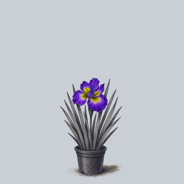 How Audacious Siberian Iris