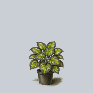 Hudson Bay Hosta