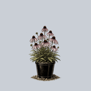 Hula Dancer Coneflower