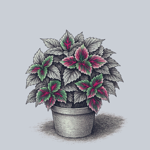 Hurricane Jenny Coleus