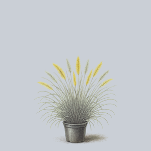 Hush Puppy Fountain Grass