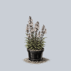 Husker Red Foxglove Beardtongue