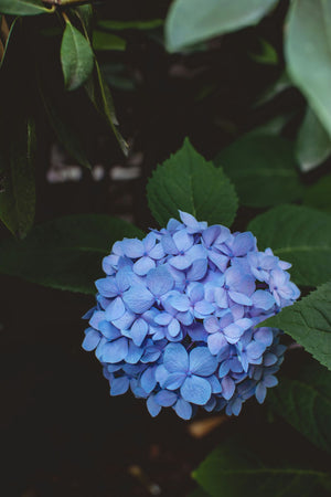 Blue Hydrangea Bloom