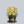 Load image into Gallery viewer, Hyperion Daylily
