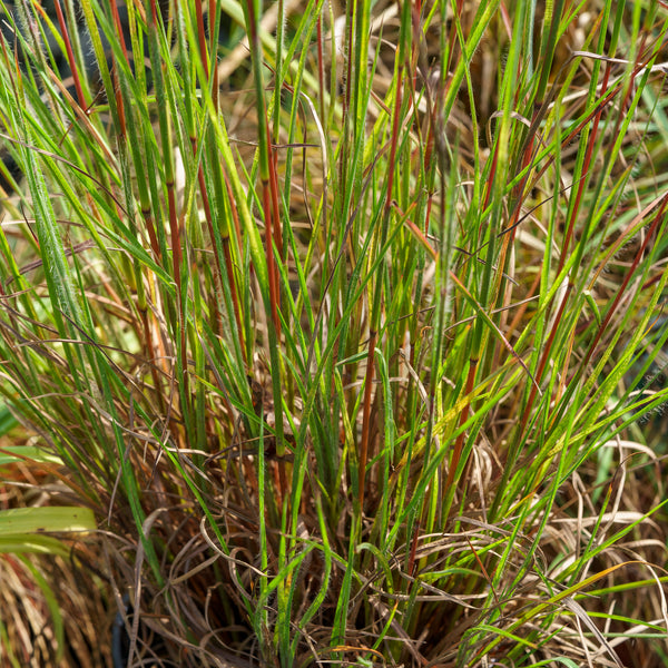 Ha Ha Tonka Little Bluestem Grass