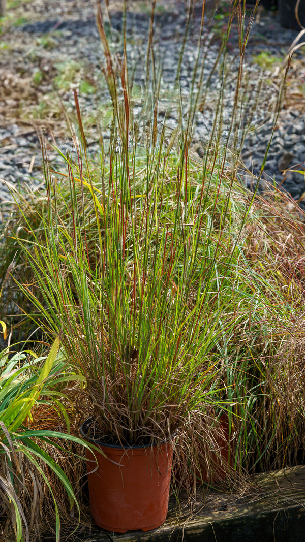 Ha Ha Tonka Little Bluestem Grass