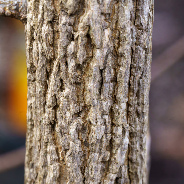 Hackberry - Other Shade Trees - Shade Trees