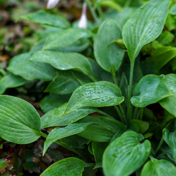 Halcyon Hosta