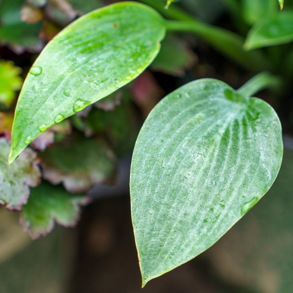 Halcyon Hosta