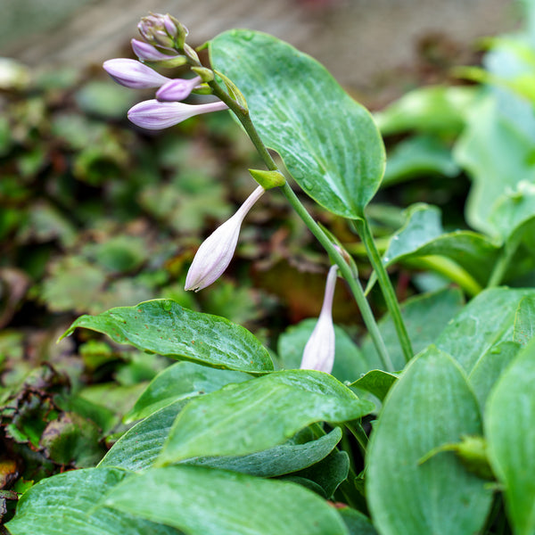 Halcyon Hosta