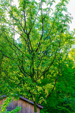 Halka Honeylocust - Honeylocust - Shade Trees