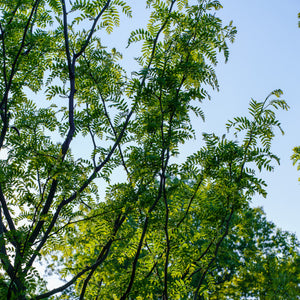 Halka Honeylocust - Honeylocust - Shade Trees