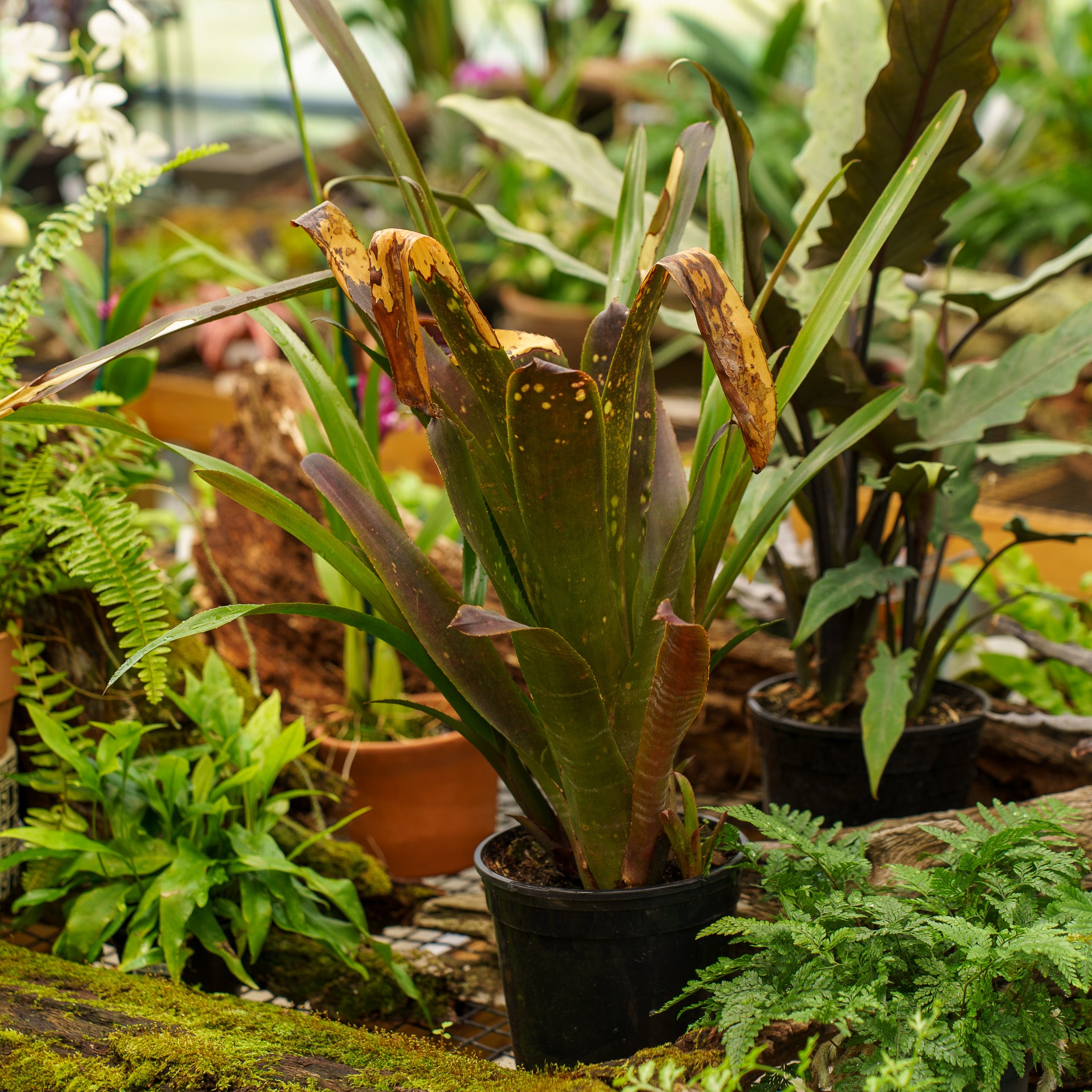 Hallelujah Bromeliad – Plant Detectives