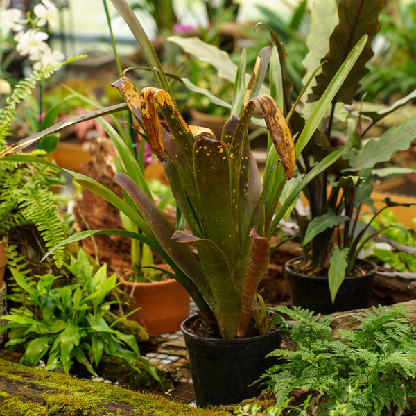 bromeliad and philodendrons Assorted Bromeliad – Plant Detectives