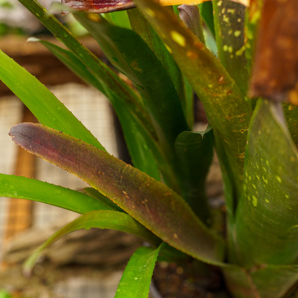 Hallelujah Bromeliad