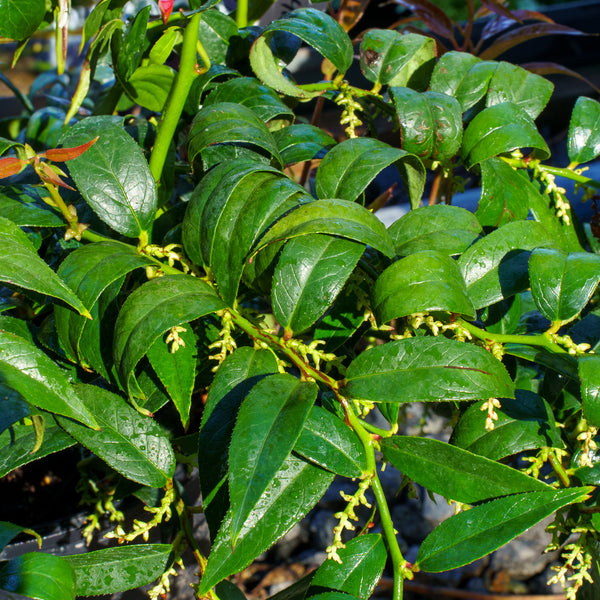 Halloween Japanese Leucothoe