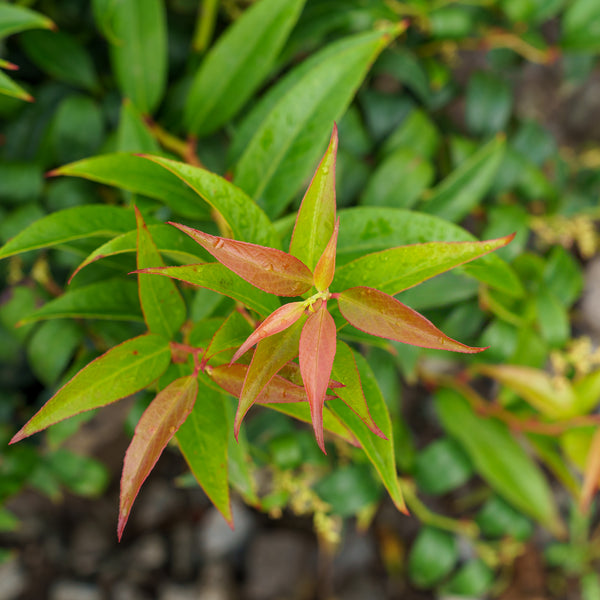 Halloween Japanese Leucothoe