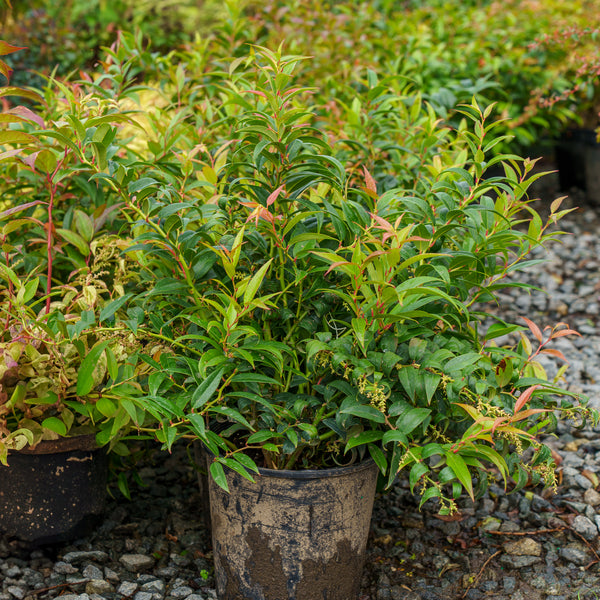 Halloween Japanese Leucothoe