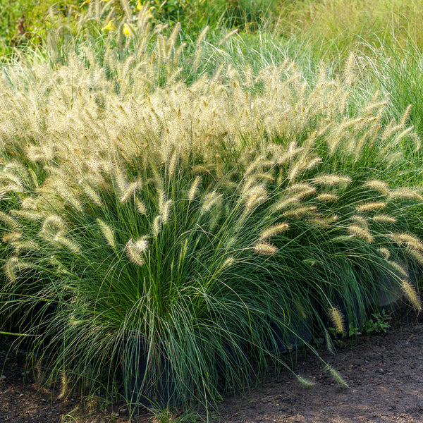 Hameln Fountain Grass