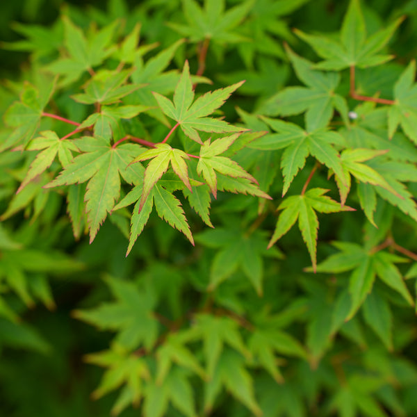Hanami Nishiki Japanese Maple