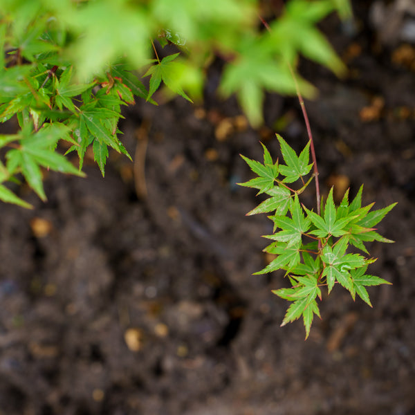 Hanami Nishiki Japanese Maple