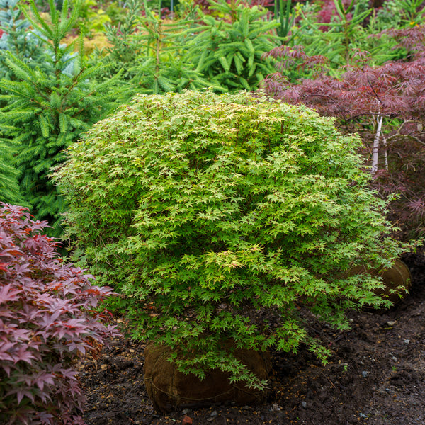 Hanami Nishiki Japanese Maple