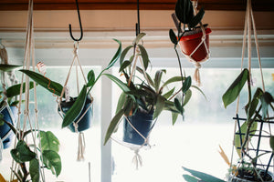 Hanging Houseplants