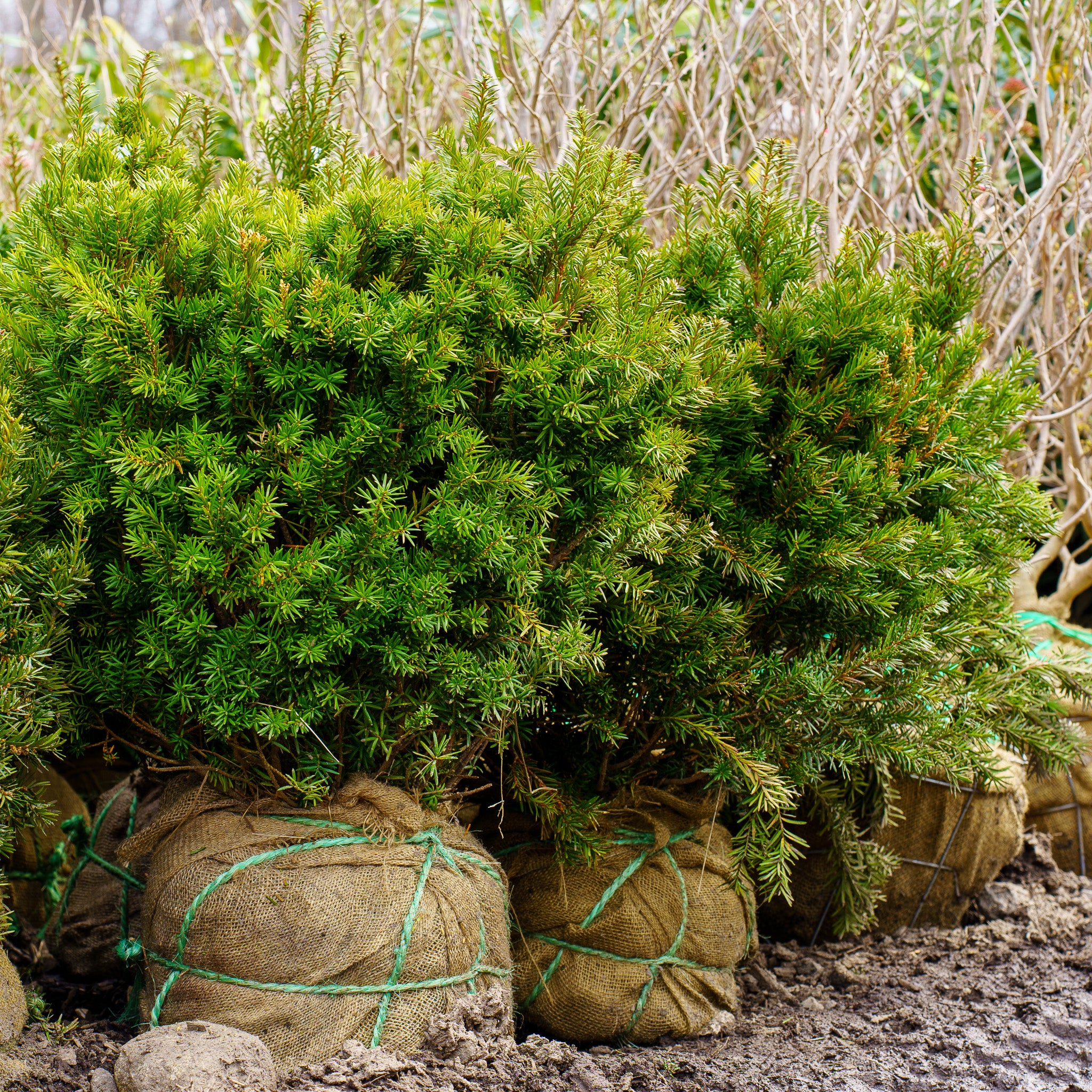 Hatfield Yew – Plant Detectives