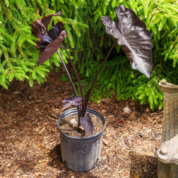 Hawaiian Black Coral Elephant Ear