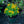 Load image into Gallery viewer, HayDay Orange Sneezeweed
