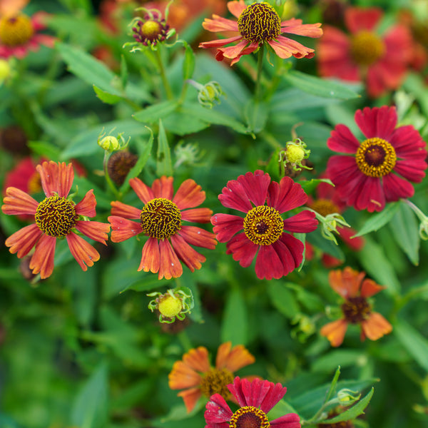 Hayday Red Helenium