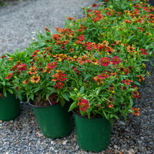 Hayday Red Helenium