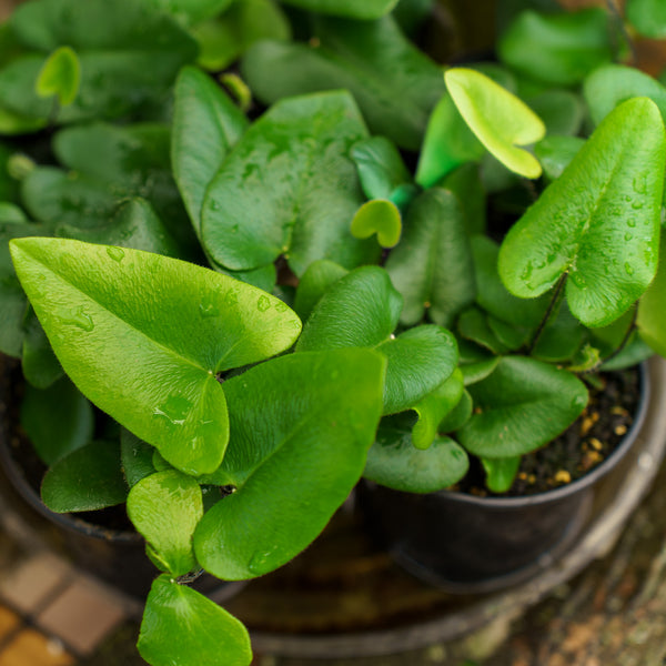 Heart Fern