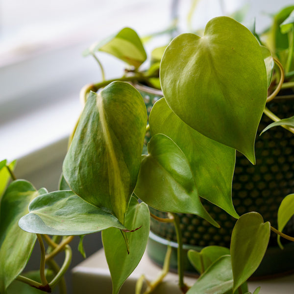 trailing heart-leaf philodendron Heart-leaf Philodendron – Plant Detectives