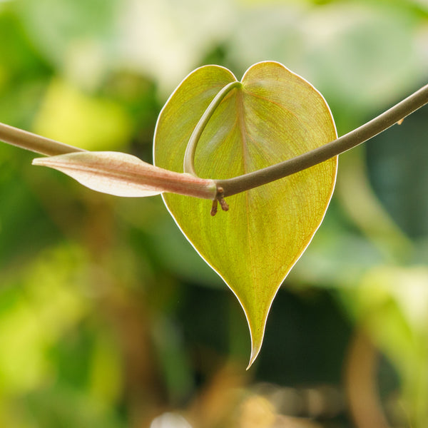 heartleaf philodendron soil Heart-leaf Philodendron – Plant Detectives