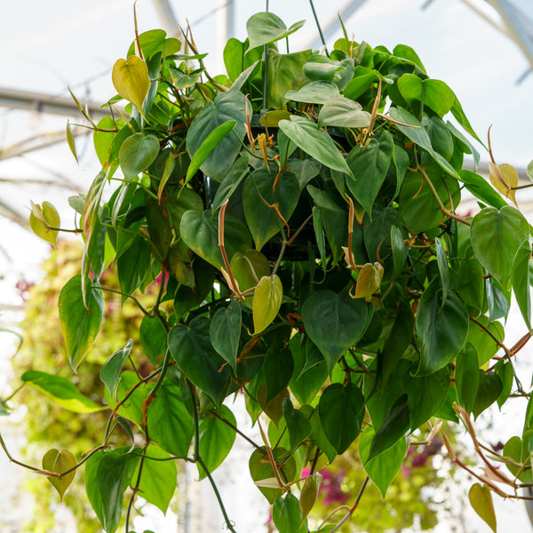heart leaf philodendron flower Heart-leaf Philodendron – Plant Detectives