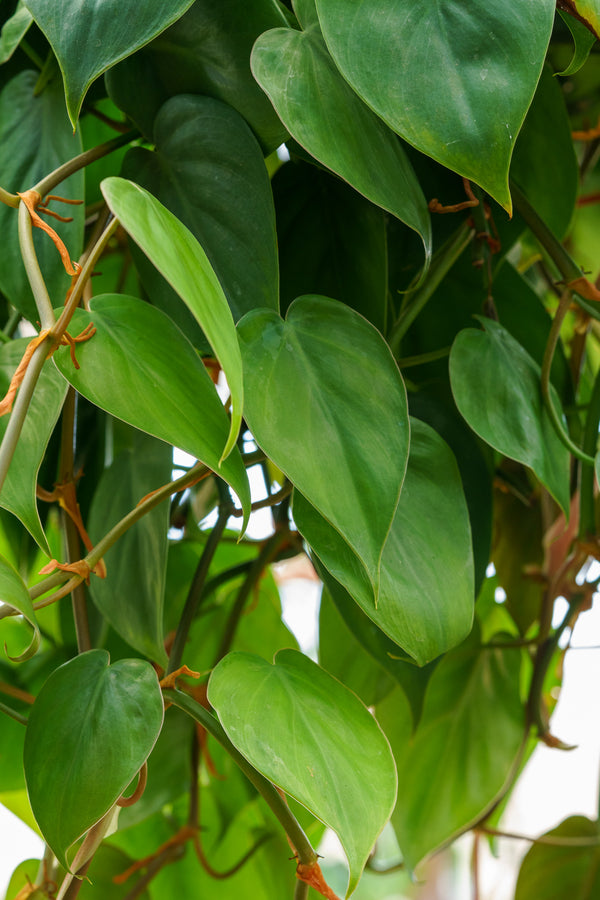 heart leaf philodendron house plant Heart-leaf Philodendron – Plant Detectives