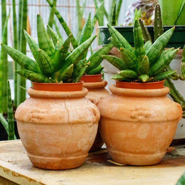 mature snake plant Hedgehog Snake Plant – Plant Detectives