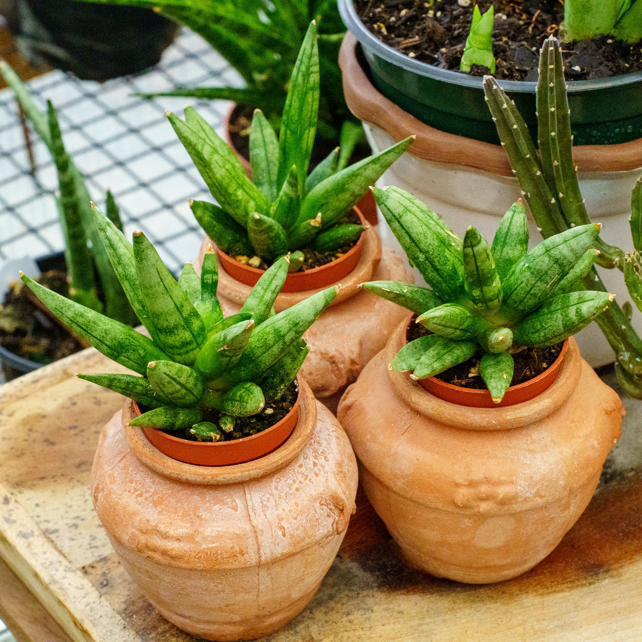 Hedgehog Snake Plant – Plant Detectives