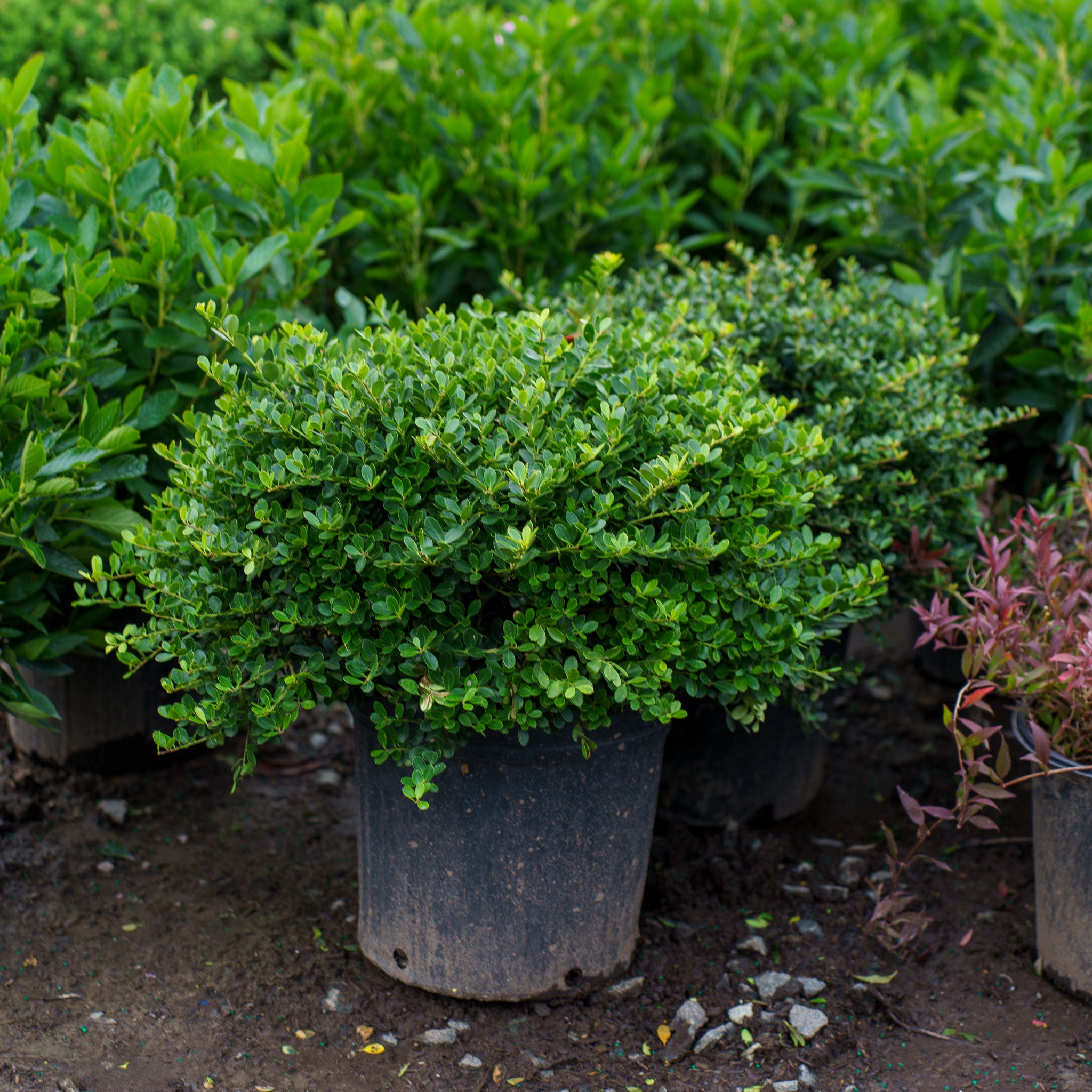 Helleri Japanese Holly – Plant Detectives